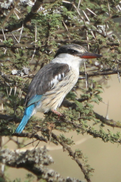 kingfisher